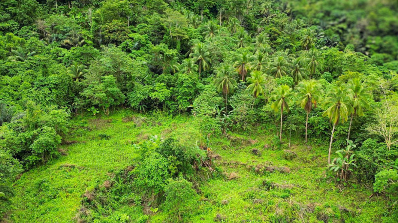 palasanon-large-plot-with-old-house-big-3