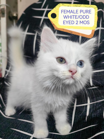 persian-cat-odd-eyes-pure-gray-big-2