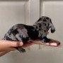 dapple-dachshund-small-3