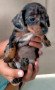 dapple-dachshund-small-4